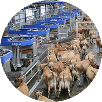 Lonholm-batch-milking-cows