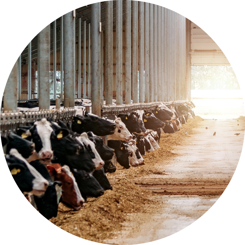 shutterstock_1782458204