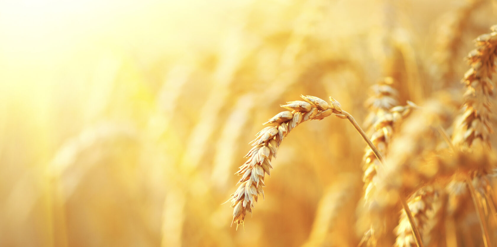 shutterstock_366868343