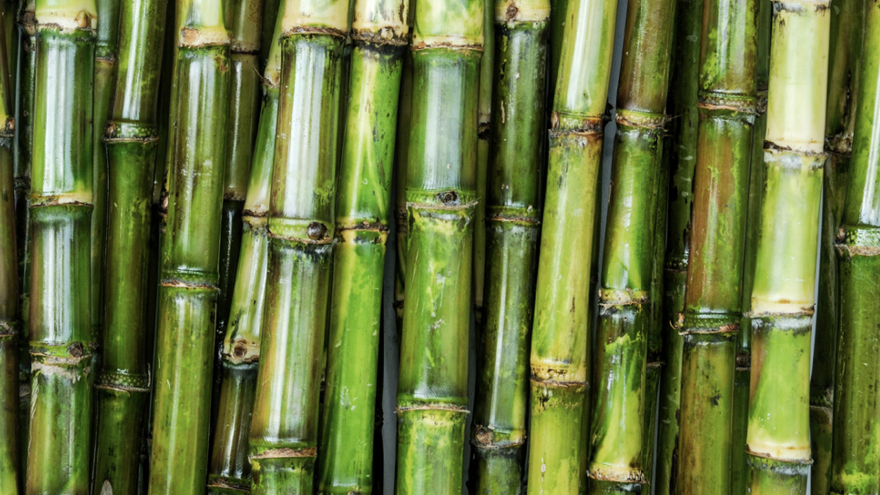 shutterstock_517324945