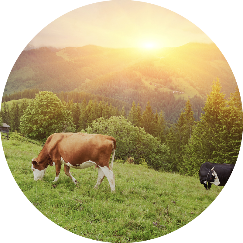 shutterstock_662943919